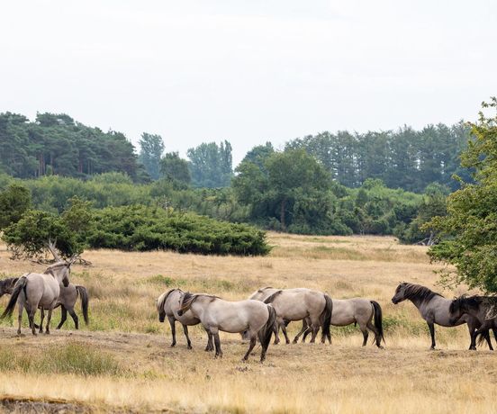 Wildfotografie