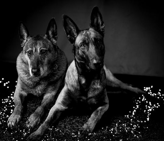 Huisdierfotografie Studio