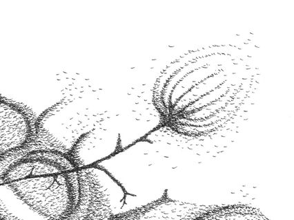 Metamorphosis #2 (detail)
