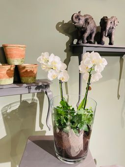 IMG_4551