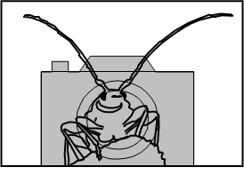 Exocentrus punctipennis (foto gezocht)