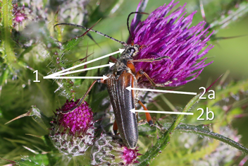 Herkenningspunten Slanke schouderboktor - Stenocorus meridianus - R. Geraeds