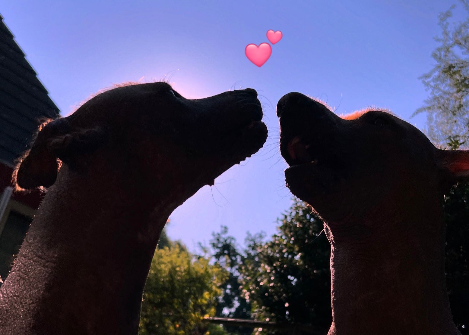 Puppies Peruaanse naakthond