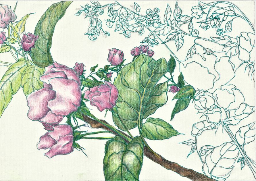 Apple blossom