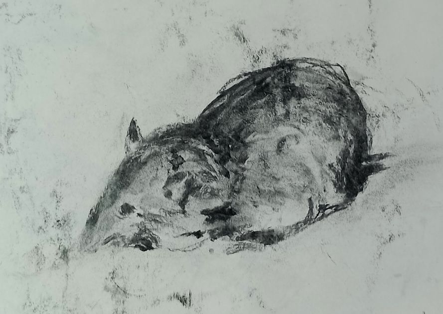 Mouse quick sketch