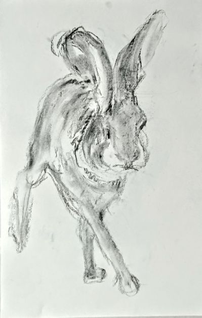 Rabbit quick sketch