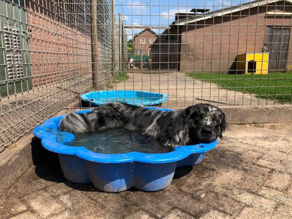 Dierenherberg Het Grote Veld