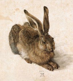 Haas (1502) - Albert Dürer
