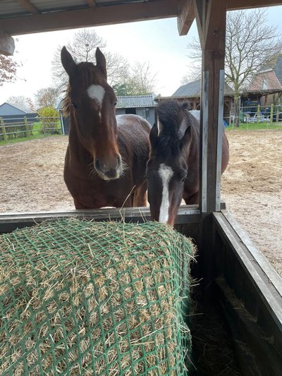 Amice Polo hooihuis Amice Polo hooihuis