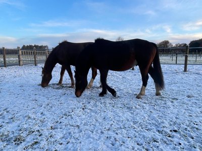 Amice Polo sneeuw Amice Polo sneeuw