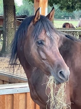 Timba Educatiecentrum Equi Guidance Timba Educatiecentrum Equi Guidance