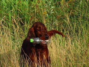 IMG_0948