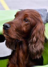 IMG_7611