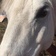 het witte paard