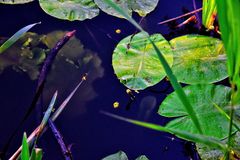 Shallow Waters One