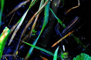 Shallow Waters Two
