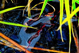 Shallow Waters Four
