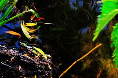 Shallow Waters Seven