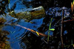 Shallow Waters Nine
