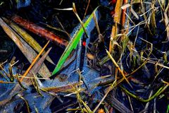 Shallow Waters Twelve