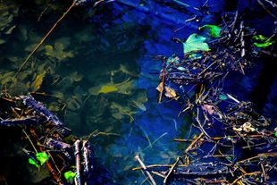 Shallow Waters Seventeen