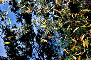 Shallow Waters Nineteen