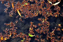 Shallow Waters Twenty One
