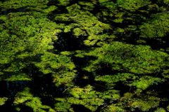 Shallow Waters Twenty Nine