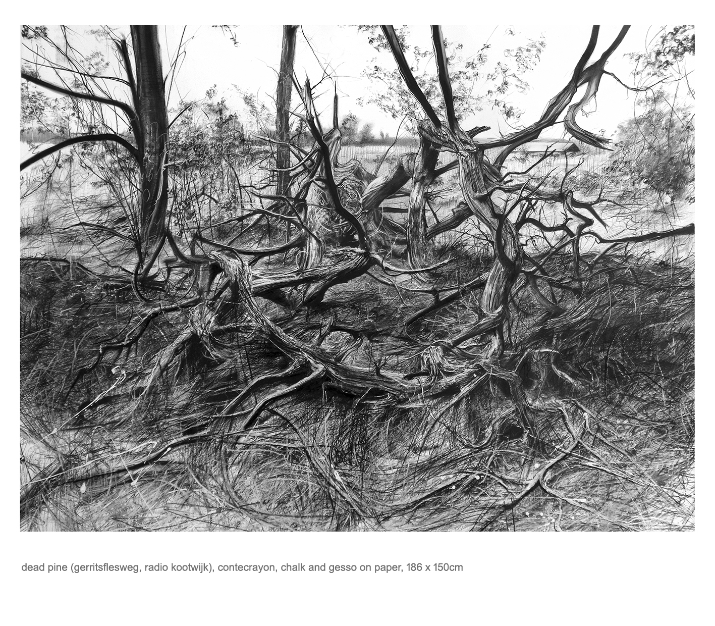 dead pine 2