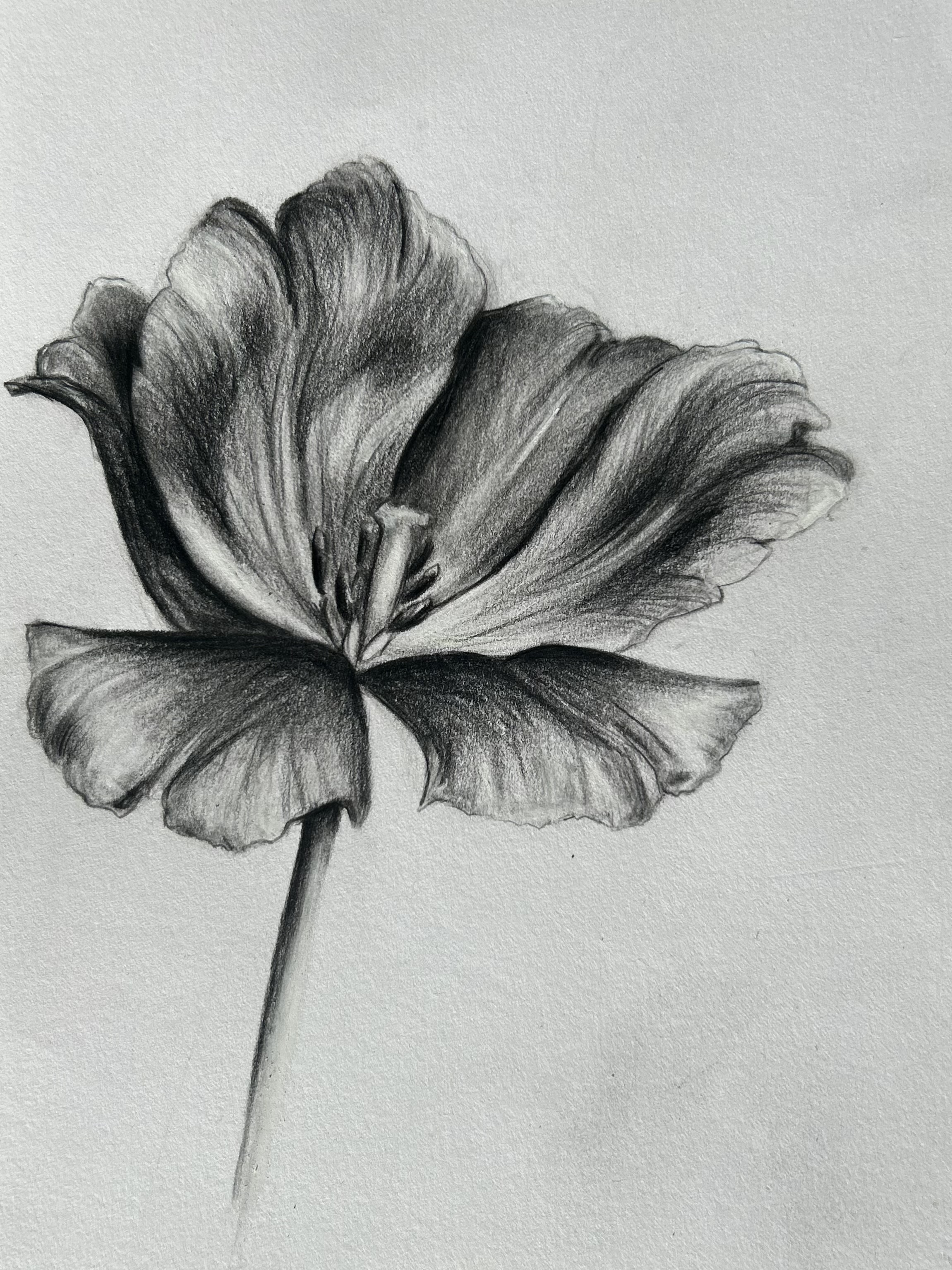 Tulp5