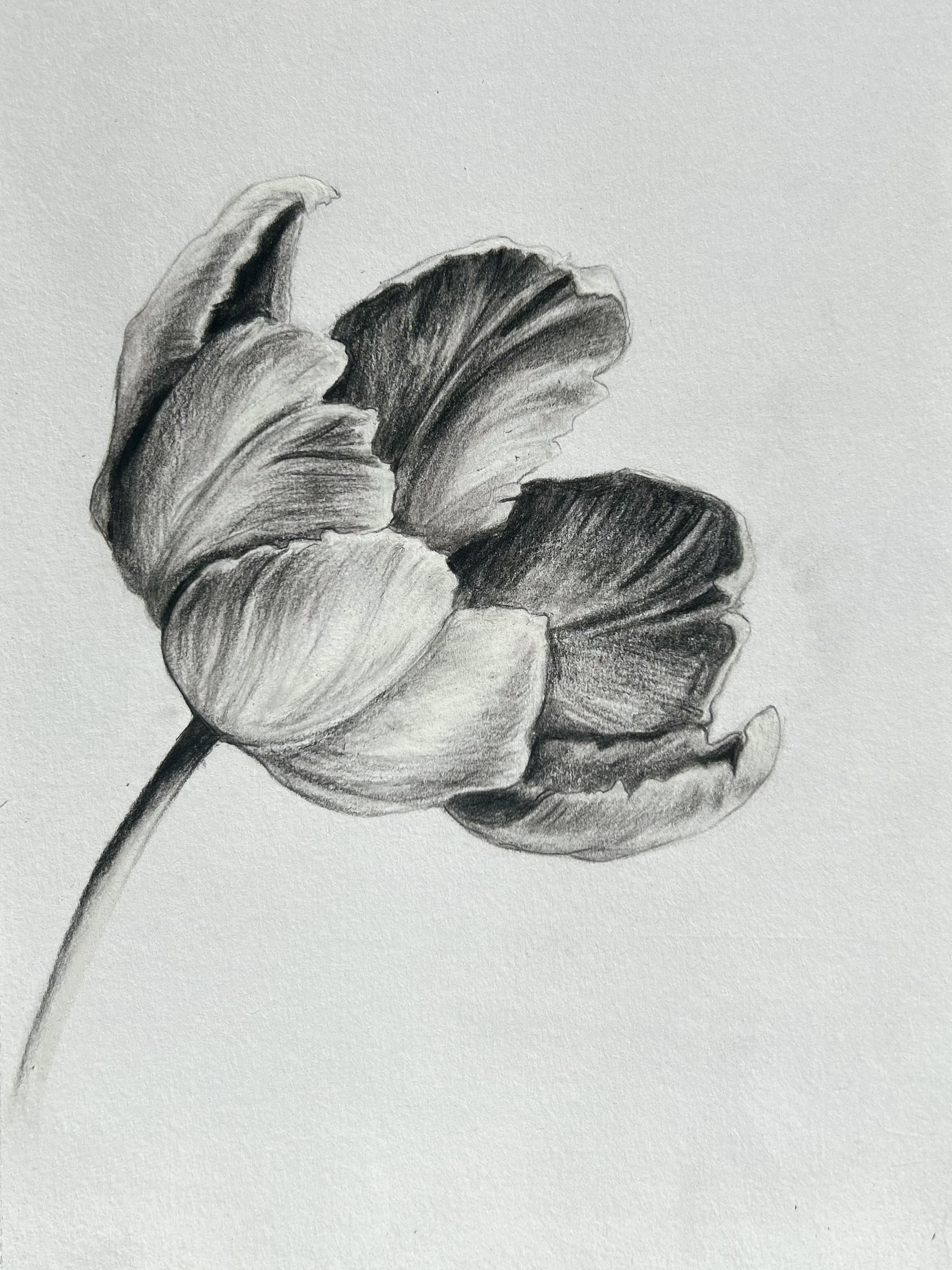 Tulp6