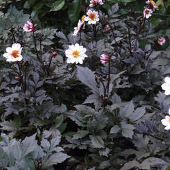 image6/