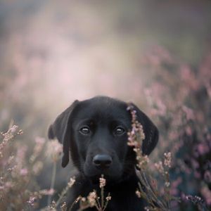 Hond heide fotoshoot 
