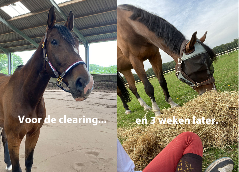 Paard op gezond gewicht na oplossen van trauma