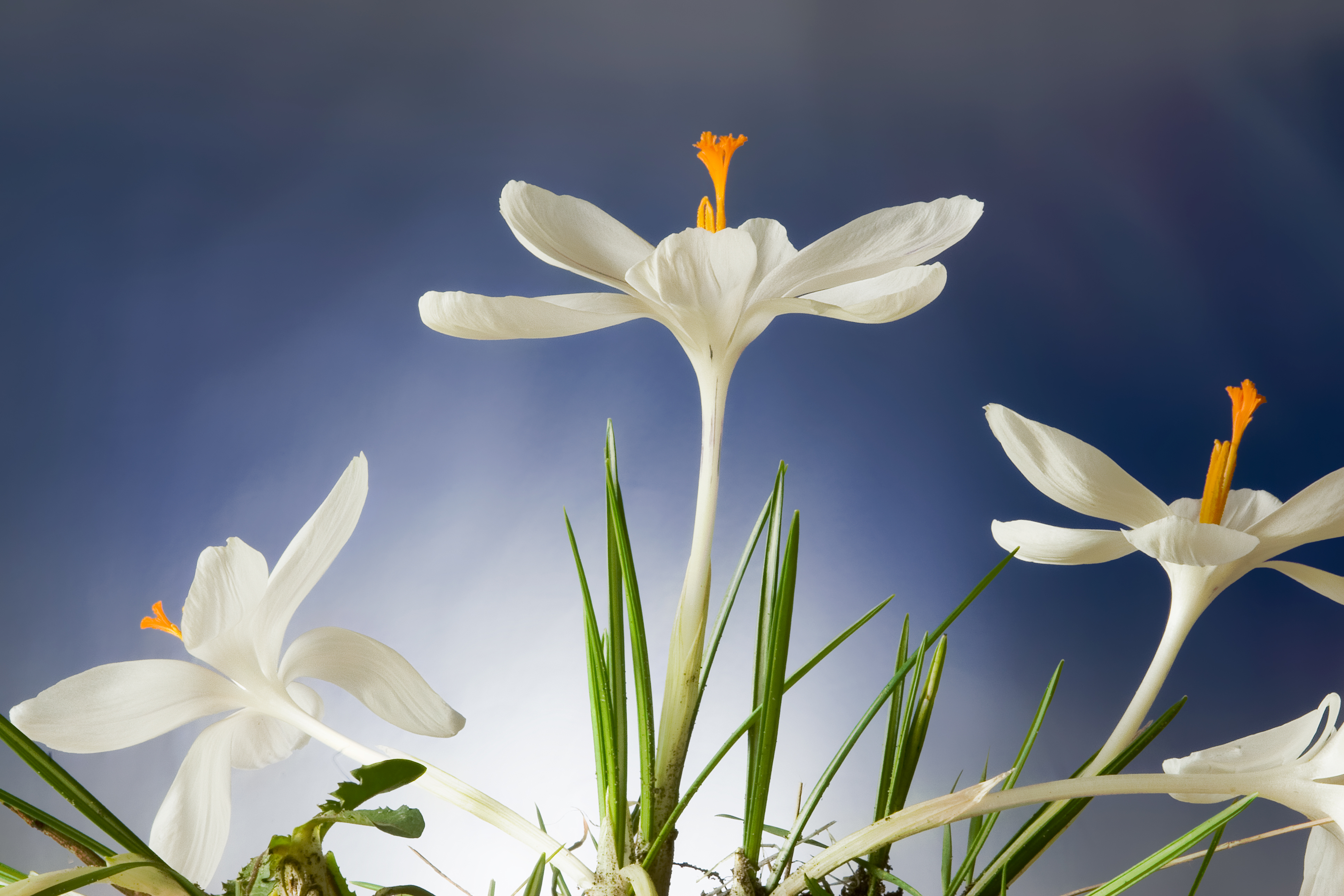 Crocus2