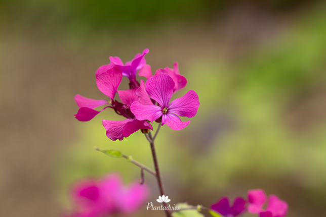 Lunaria annua - Judaspenning