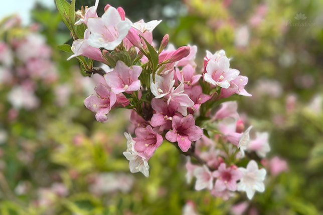Weigela Nana Variegata - Weigelia