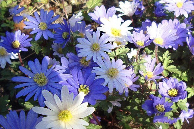 Anemoneblanda - Blauwe Anemoon - Oosterse Anemoon