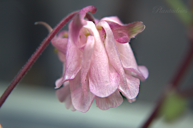 Aquilegia vulgaris Petticoat Pink - Akelei