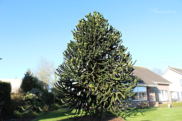 Araucaria araucana - Slangenden - Apenboom