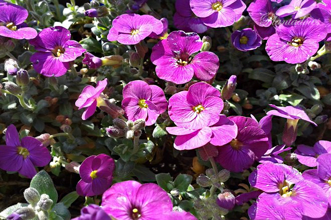 Aubrieta - Blauwkussen