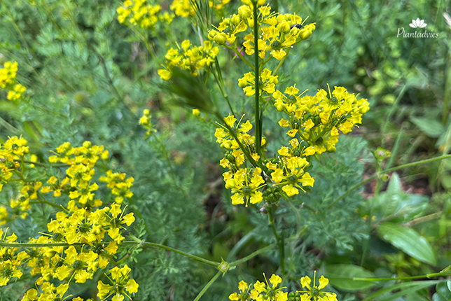 Barbarea vulgaris - Gewoon barbarakruid