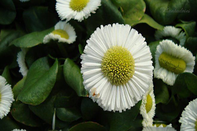 Bellis perennis - Madeliefje