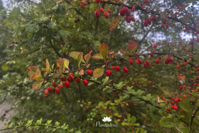 Berberis thunbergi - Japanse berberis - Japanse zuurbes