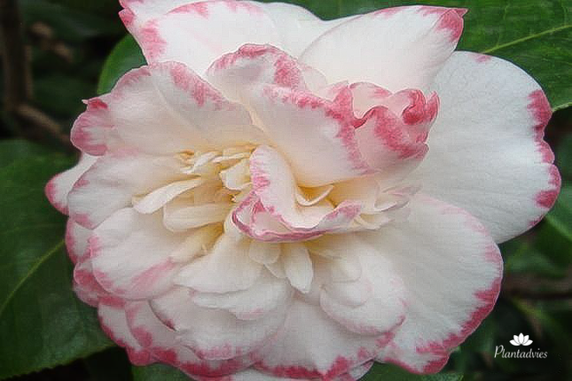 Camellia japonica Margaret Davis - Camelia