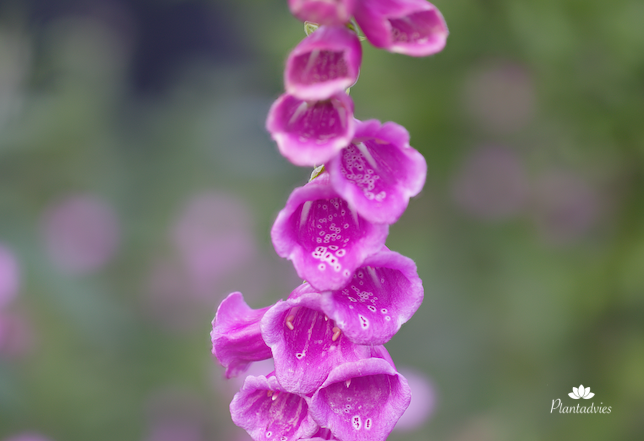 Digitalis purpurea - Vingerhoedskruid