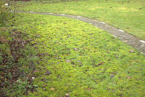 Gazononderhoud in december