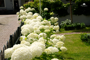 Gazononderhoud in februari