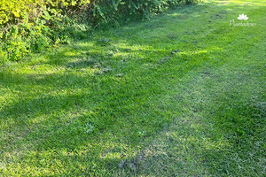 Gazon in juli