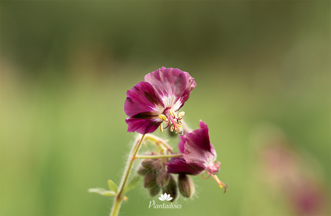Geranium - Ooievaarsbek